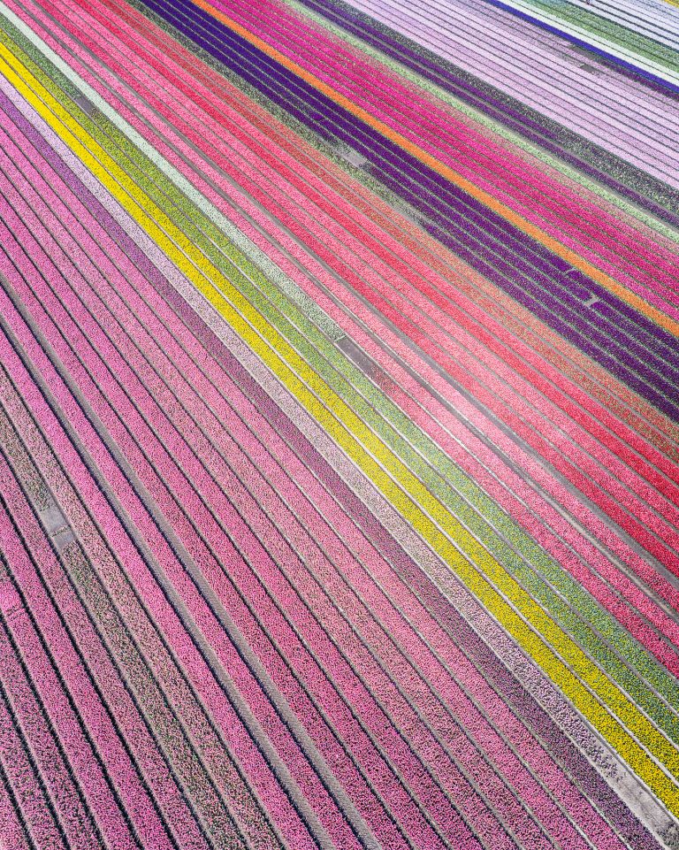 Drone picture of a tulip field near Almere