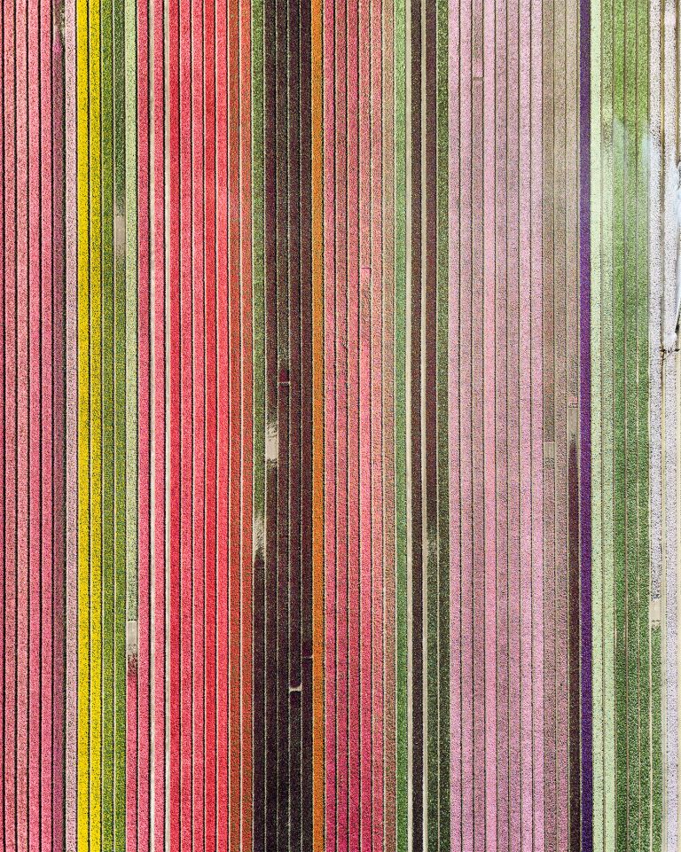Top-down drone picture of a tulip field