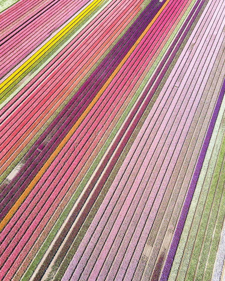 Drone picture of a tulip field near Almere