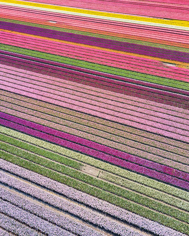 Drone picture of a tulip field near Almere