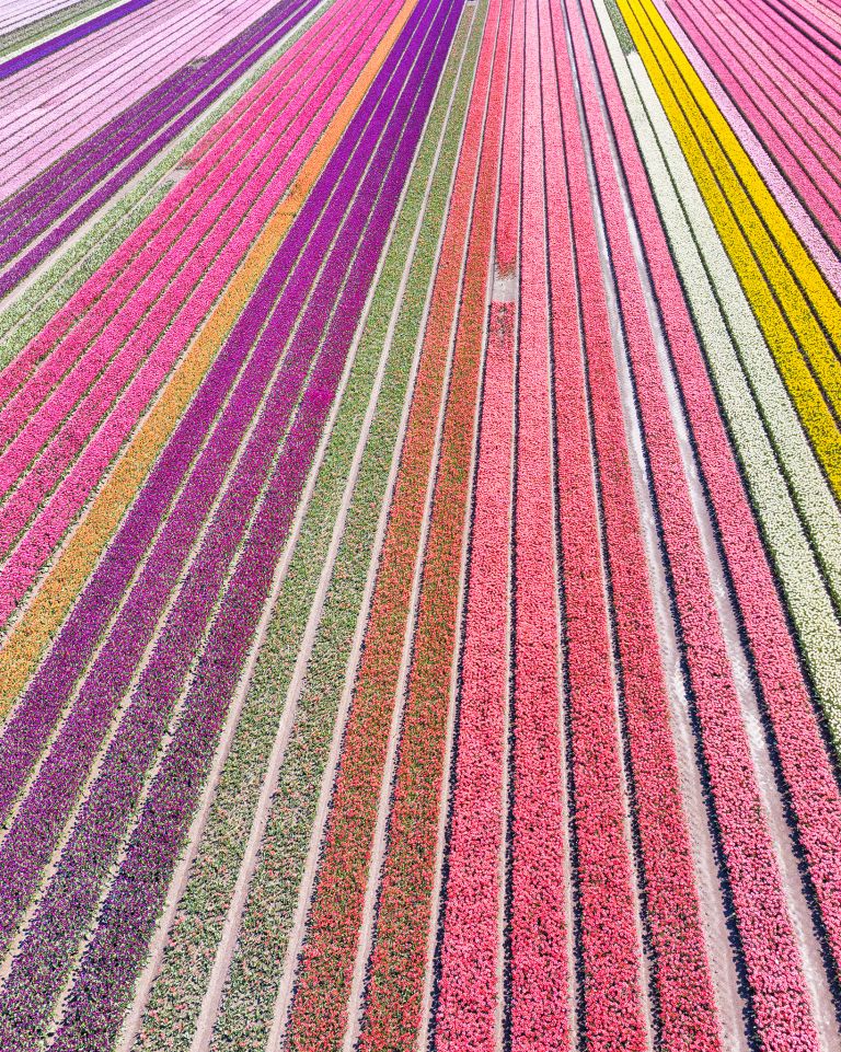 Drone picture of a tulip field near Almere