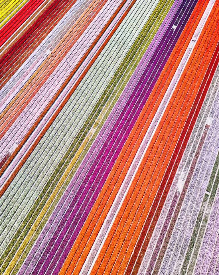 Top-down drone picture of a tulip field near Almere