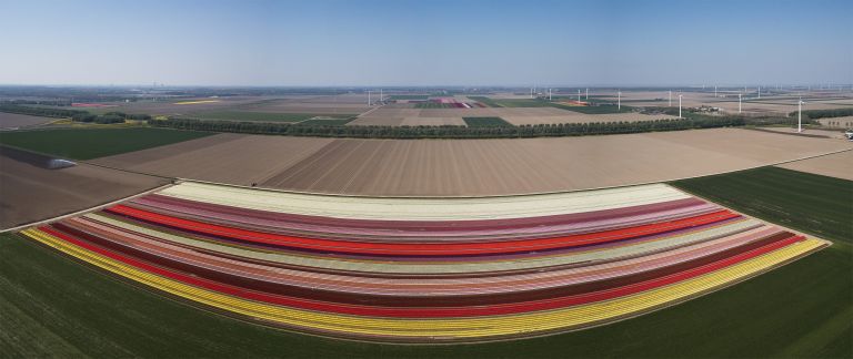 Panoramic drone picture of a tulip field near Almere