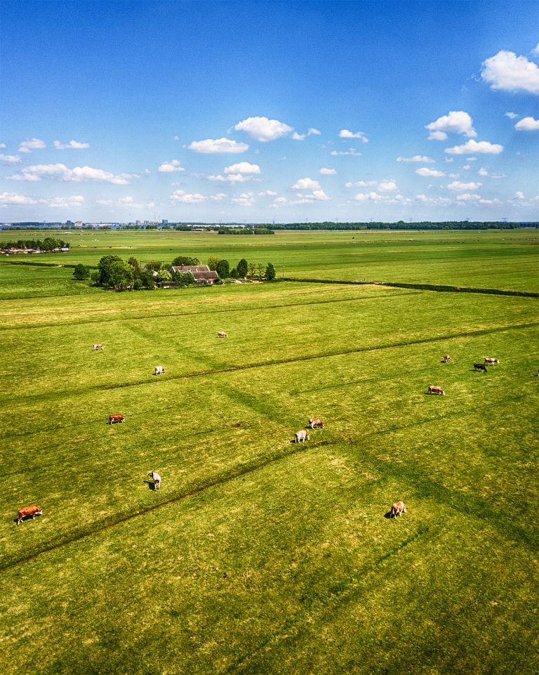 Drone picture of fields with cows