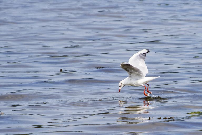 Seagull in Terschelling