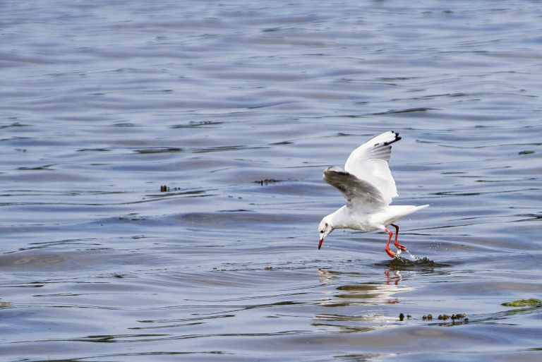 Seagull in Terschelling