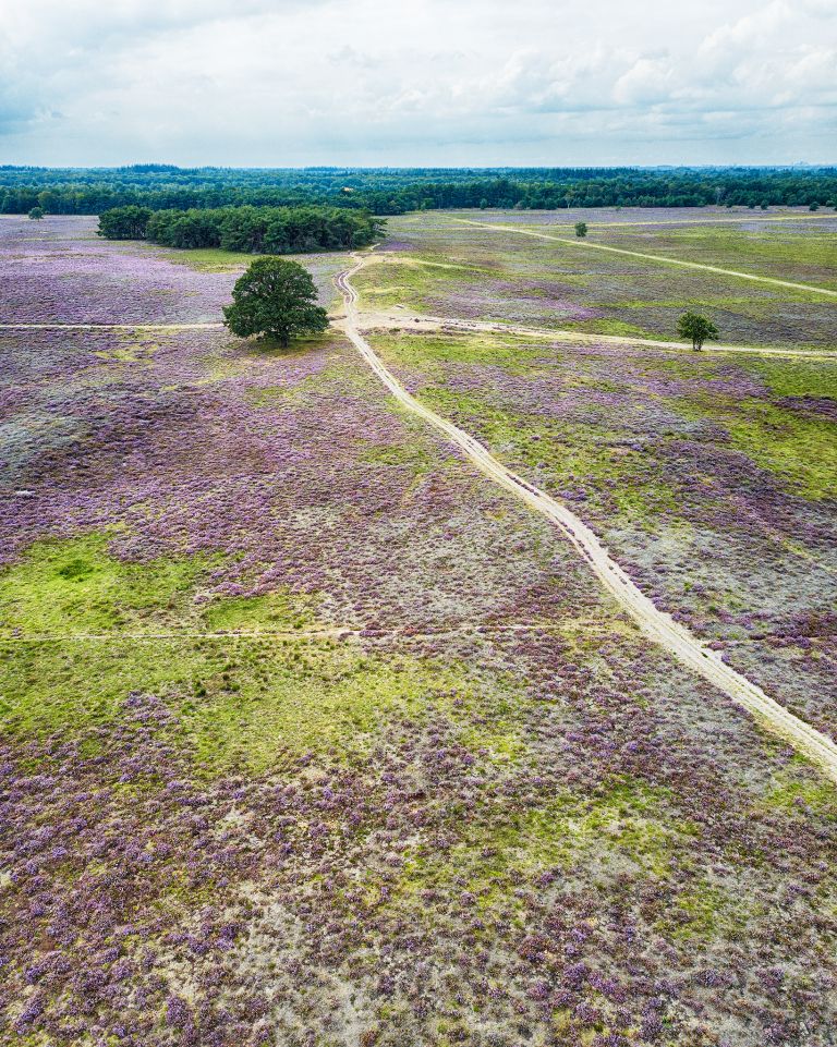 Bussumerheide from my drone