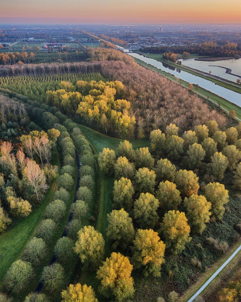 Autumn trees from my drone