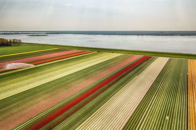 Drone picture of a tulip field near Almere-Haven