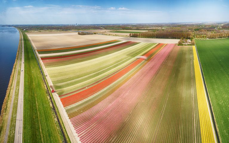 Drone panorama of a tulip field near Almere-Haven.jpg