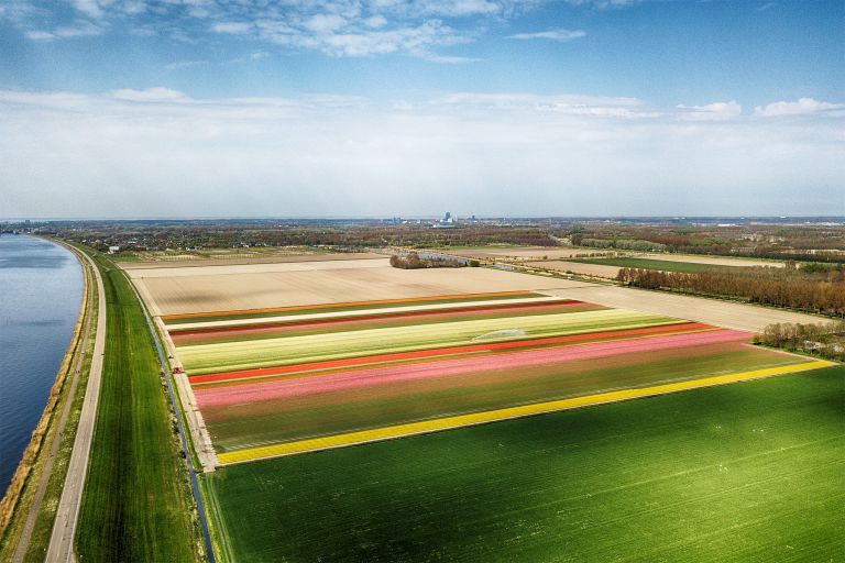 Drone picture of a tulip field near Almere-Haven