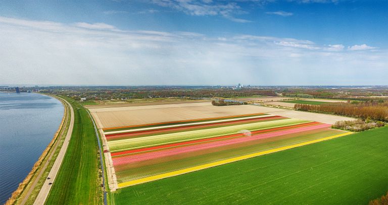 Drone panorama of a tulip field near Almere-Haven