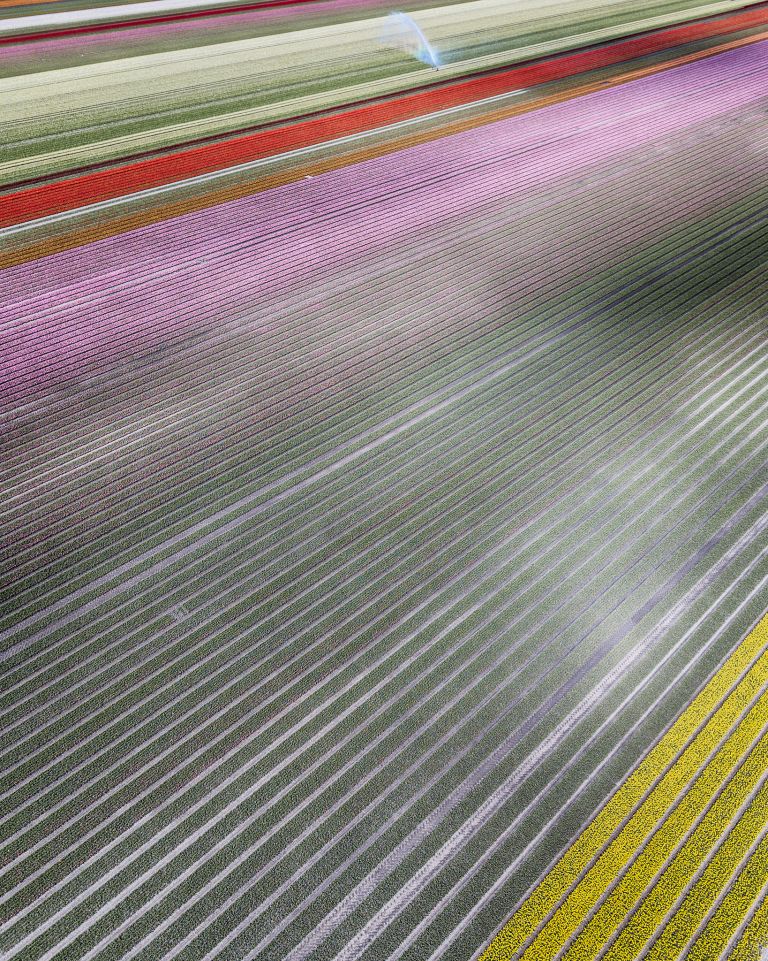 Drone picture of a tulip field near Almere-Haven