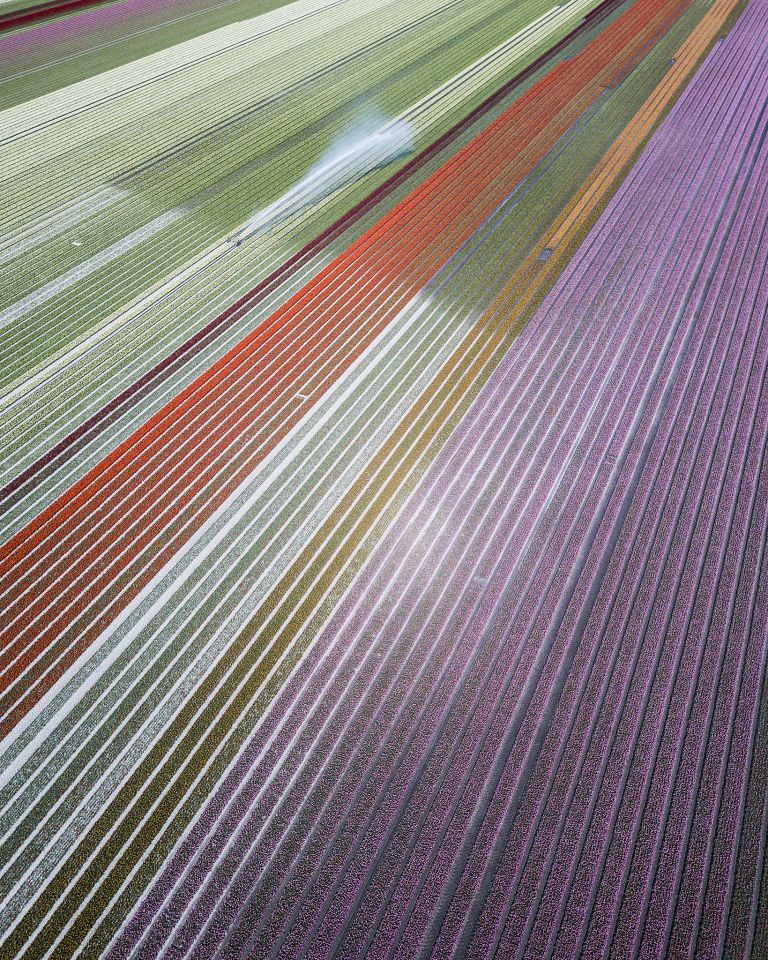 Drone picture of a tulip field near Almere-Haven