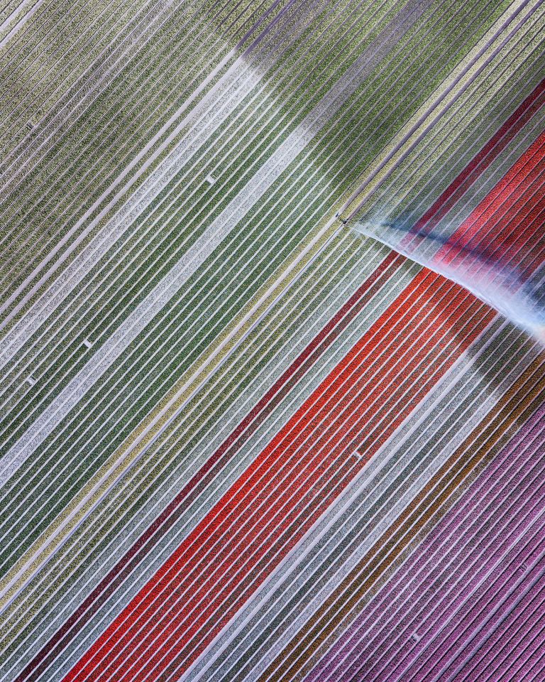 Drone picture of a tulip field near Almere-Haven