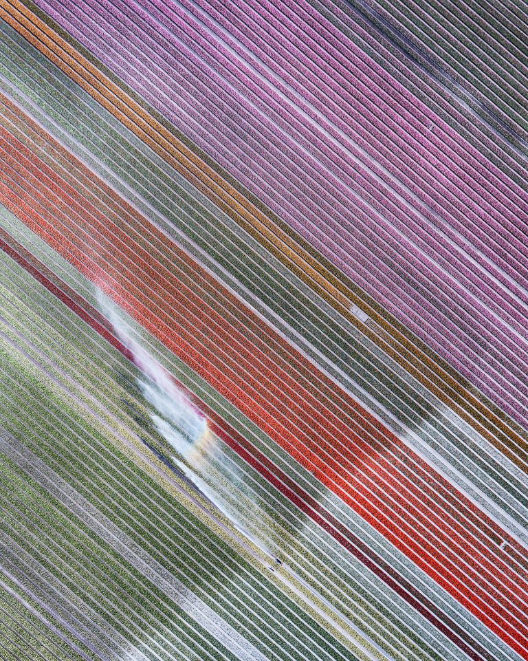 Drone picture of a tulip field near Almere-Haven