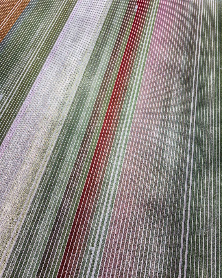 Drone picture of a tulip field near Almere-Haven