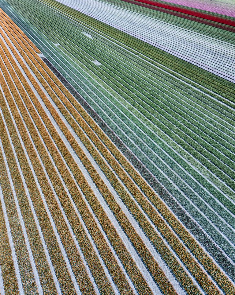 Drone picture of a tulip field near Almere-Haven