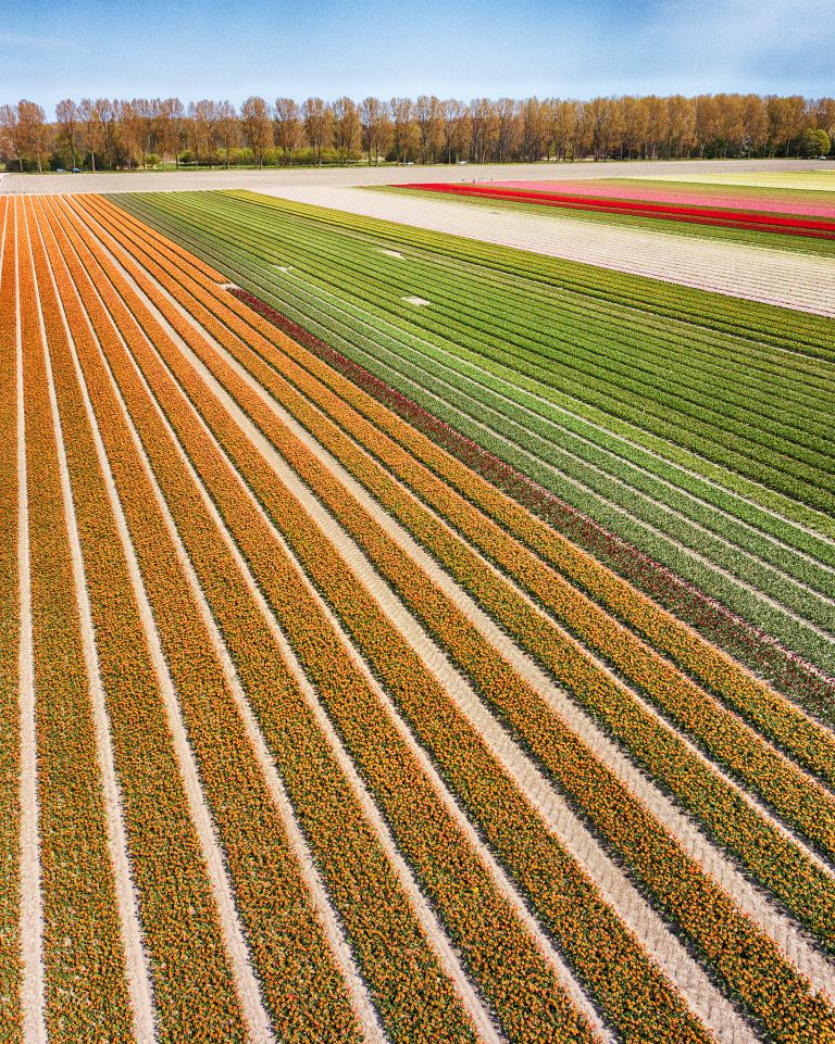 Drone picture of a tulip field near Almere-Haven