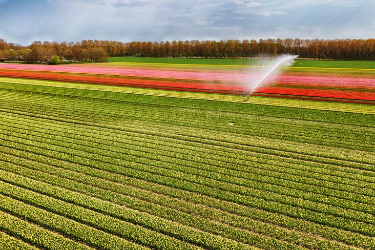 Drone picture of a tulip field near Almere-Haven