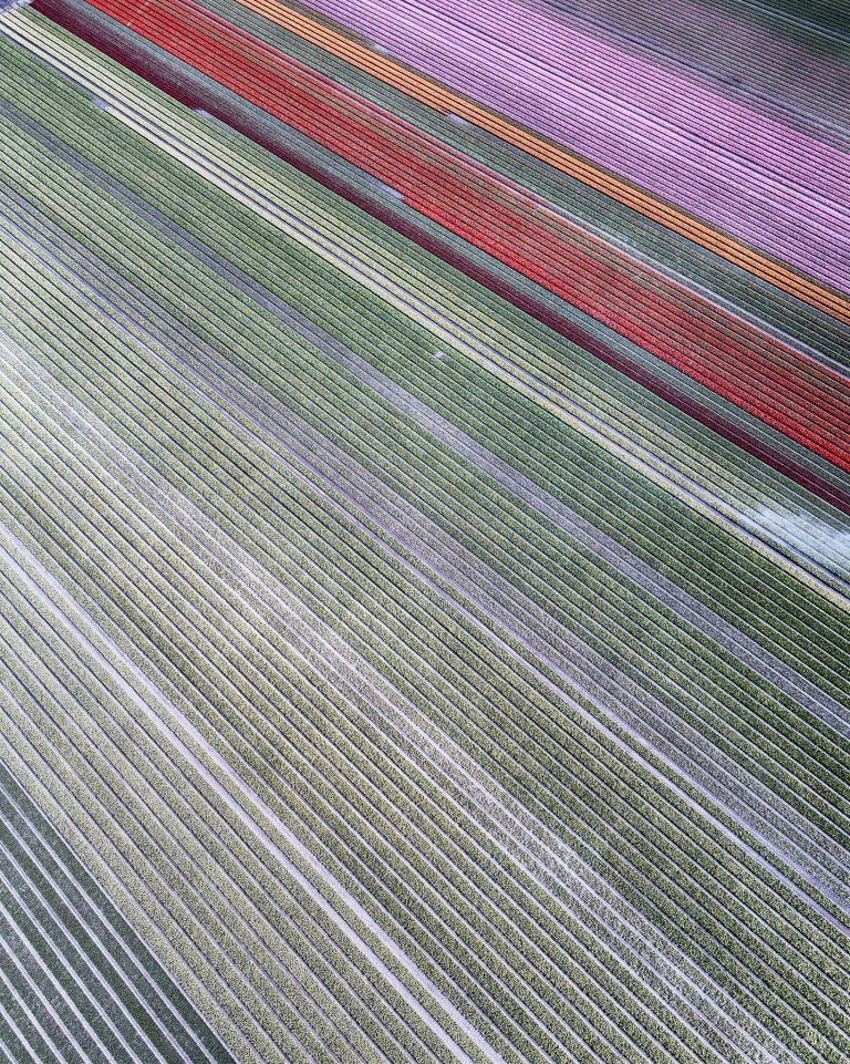 Drone picture of a tulip field near Almere-Haven