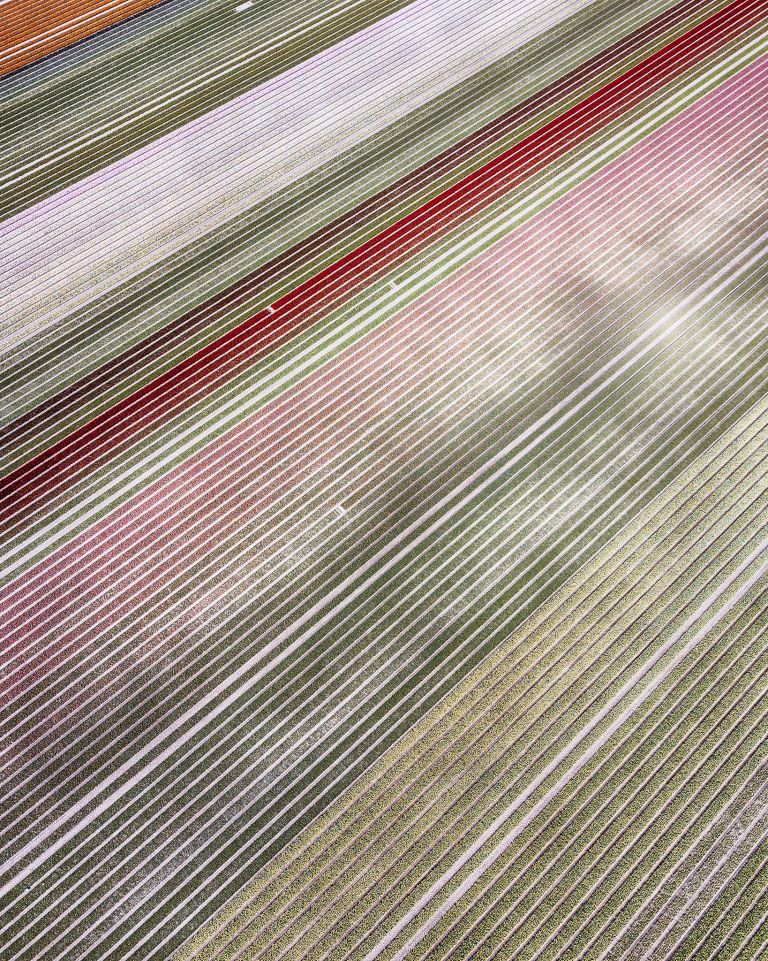 Drone picture of a tulip field near Almere-Haven