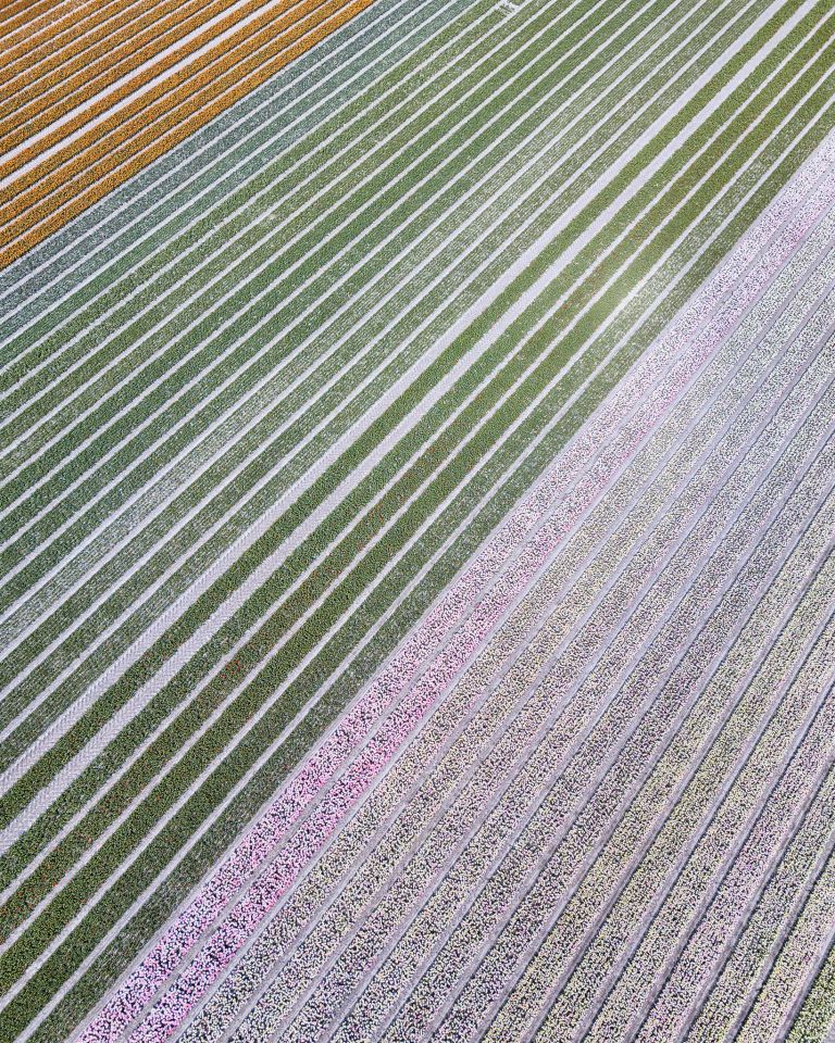 Drone picture of a tulip field near Almere-Haven