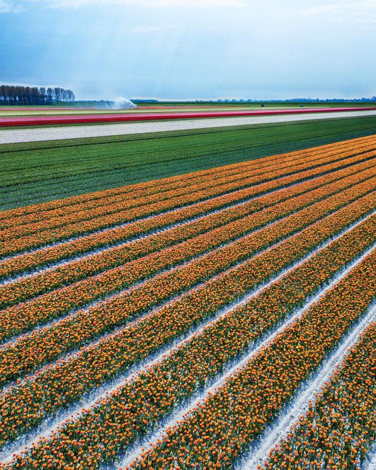 Drone picture of a tulip field near Almere-Haven