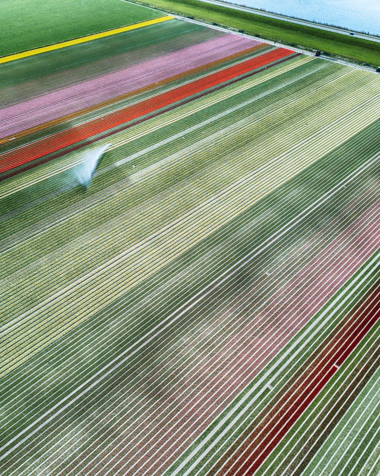 Drone picture of a tulip field near Almere-Haven