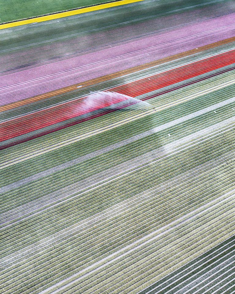 Drone picture of a tulip field near Almere-Haven