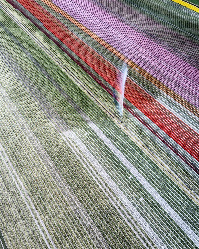 Drone picture of a tulip field near Almere-Haven