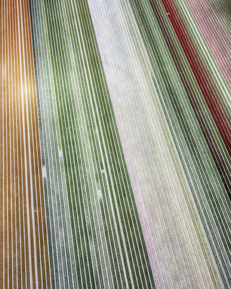 Drone picture of a tulip field near Almere-Haven