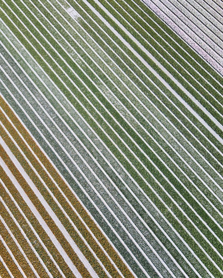 Drone picture of a tulip field near Almere-Haven