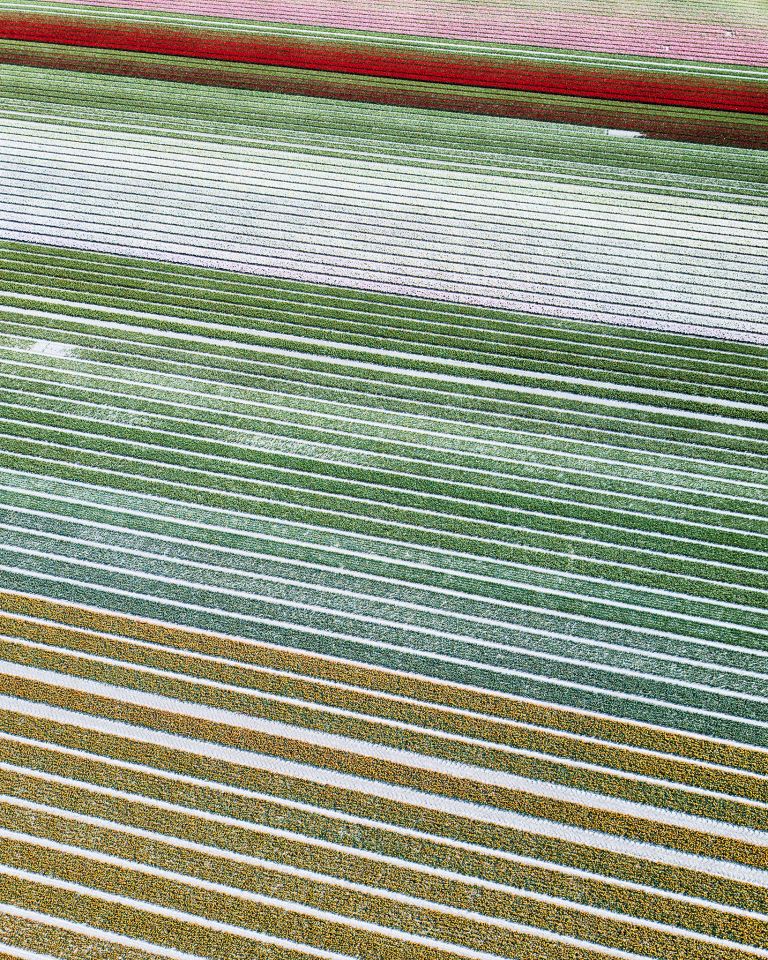 Drone picture of a tulip field near Almere-Haven