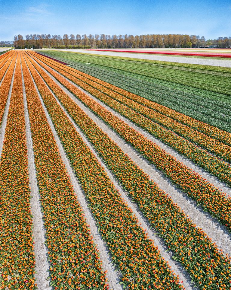 Drone picture of a tulip field near Almere-Haven