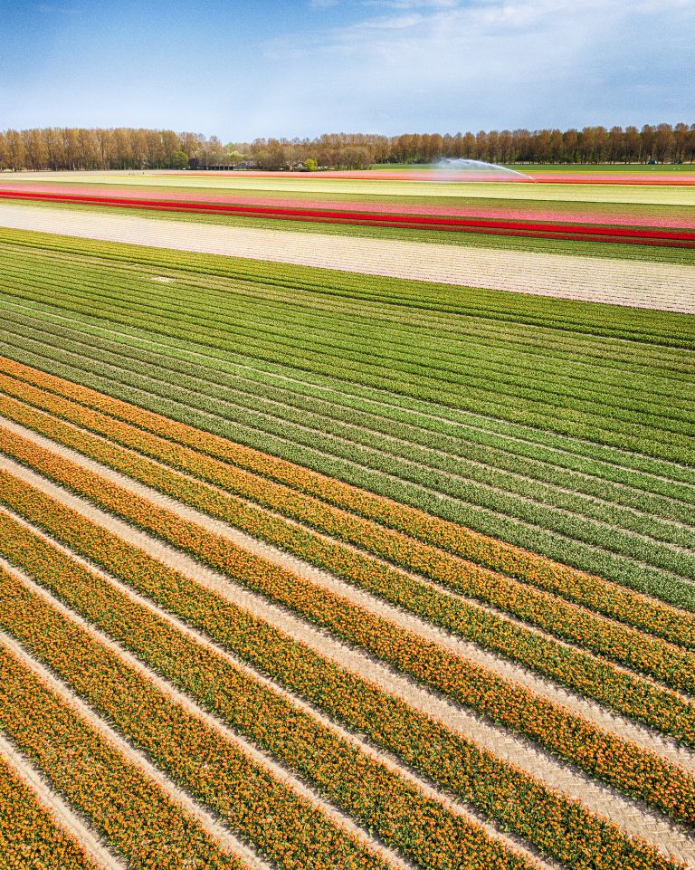 Drone picture of a tulip field near Almere-Haven