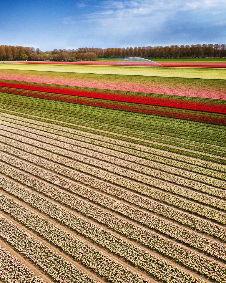 Drone picture of a tulip field near Almere-Haven