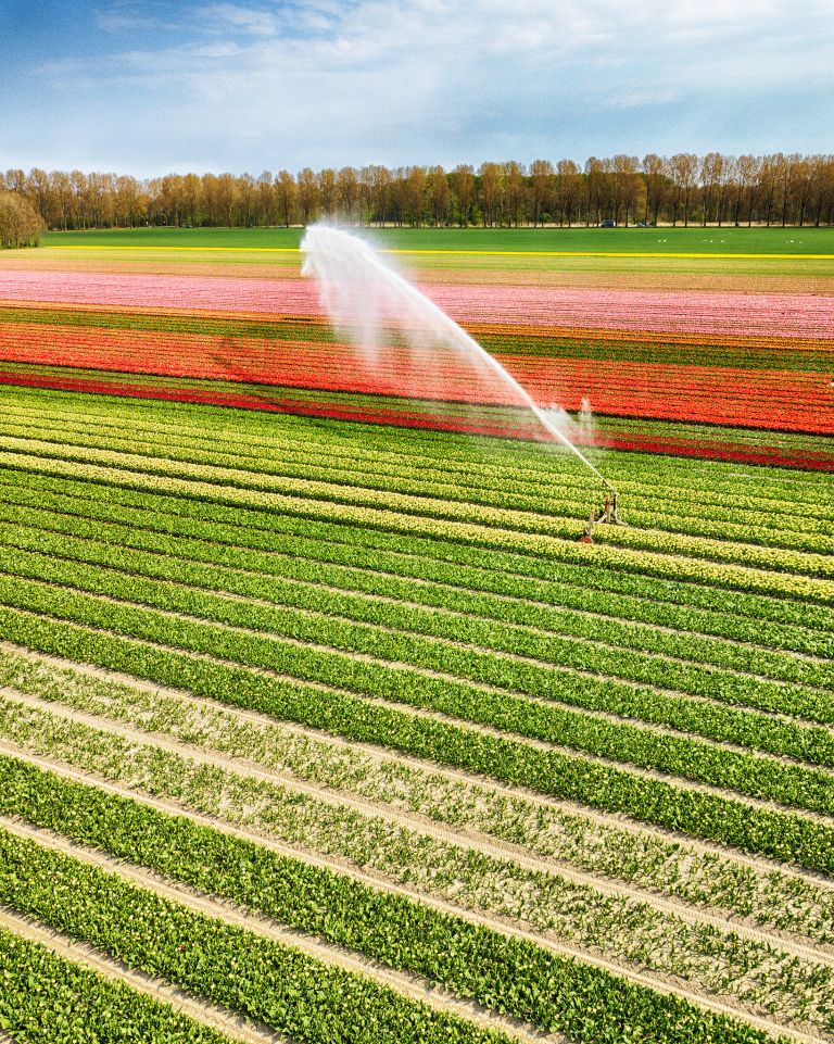 Drone picture of a tulip field near Almere-Haven