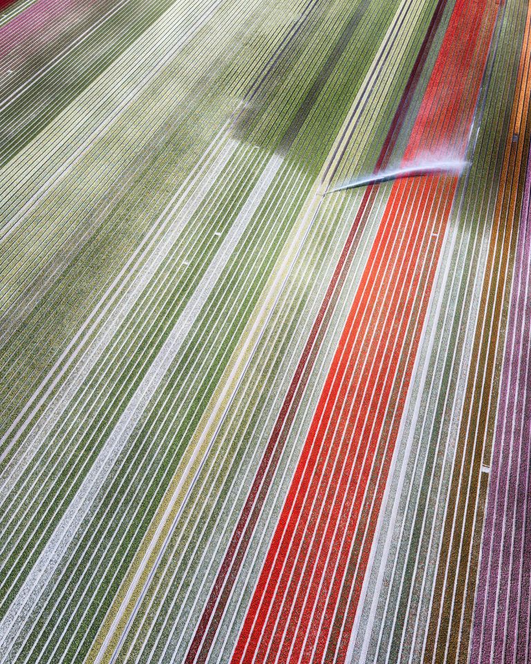 Drone picture of a tulip field near Almere-Haven