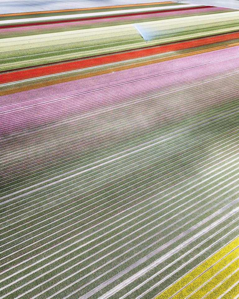 Drone picture of a tulip field near Almere-Haven