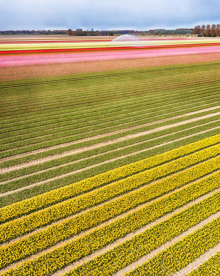 Drone picture of a tulip field near Almere-Haven