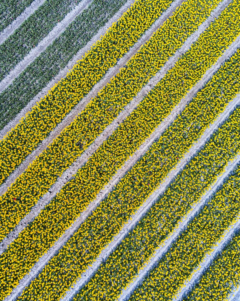 Drone picture of a tulip field near Almere-Haven