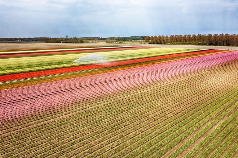 Drone picture of a tulip field near Almere-Haven