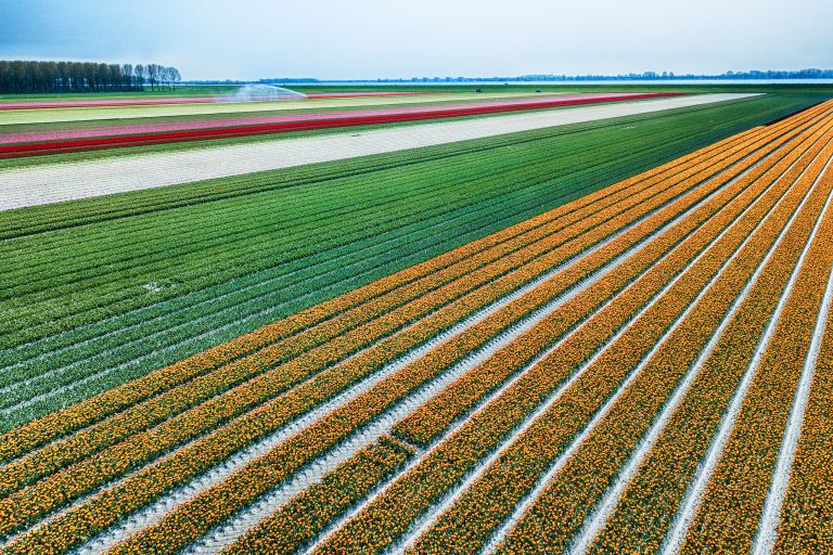 Drone picture of a tulip field near Almere-Haven