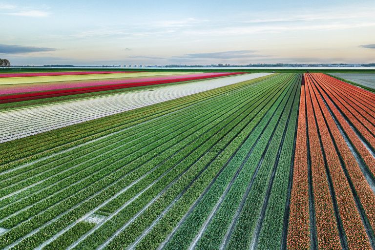 Drone tulips during sunset