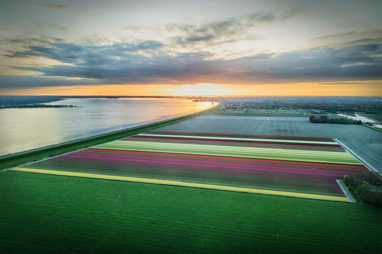 Drone tulips during sunset