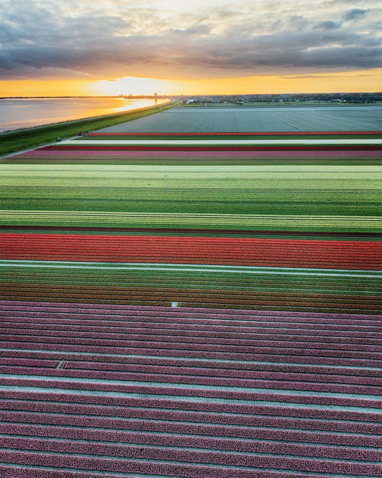 Drone tulips during sunset