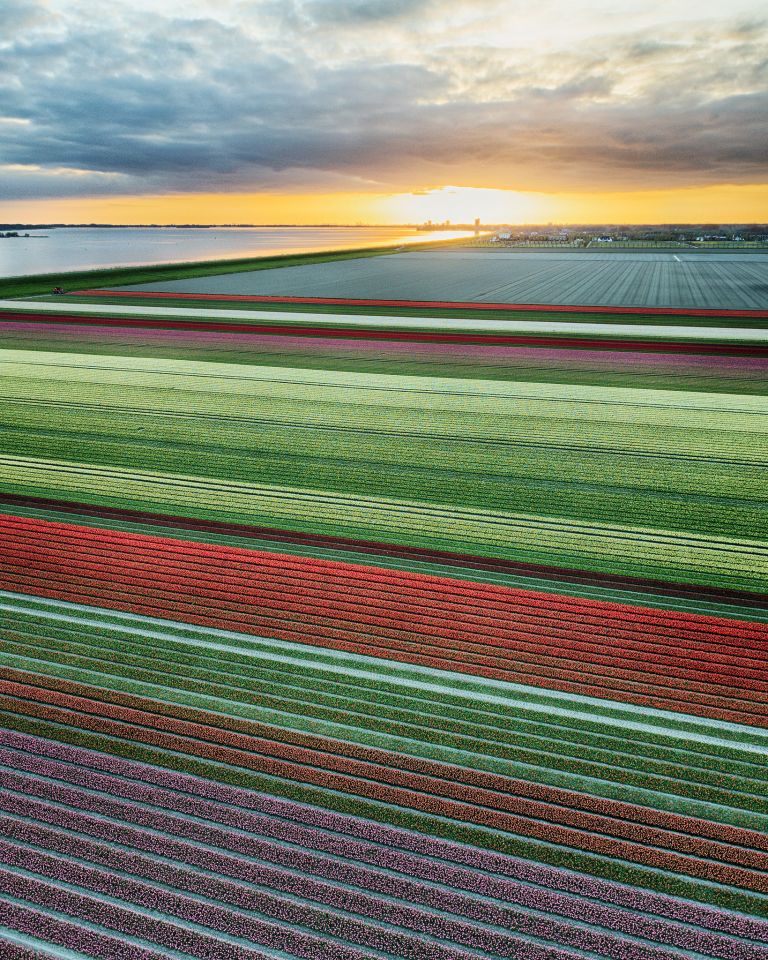 Drone tulips during sunset