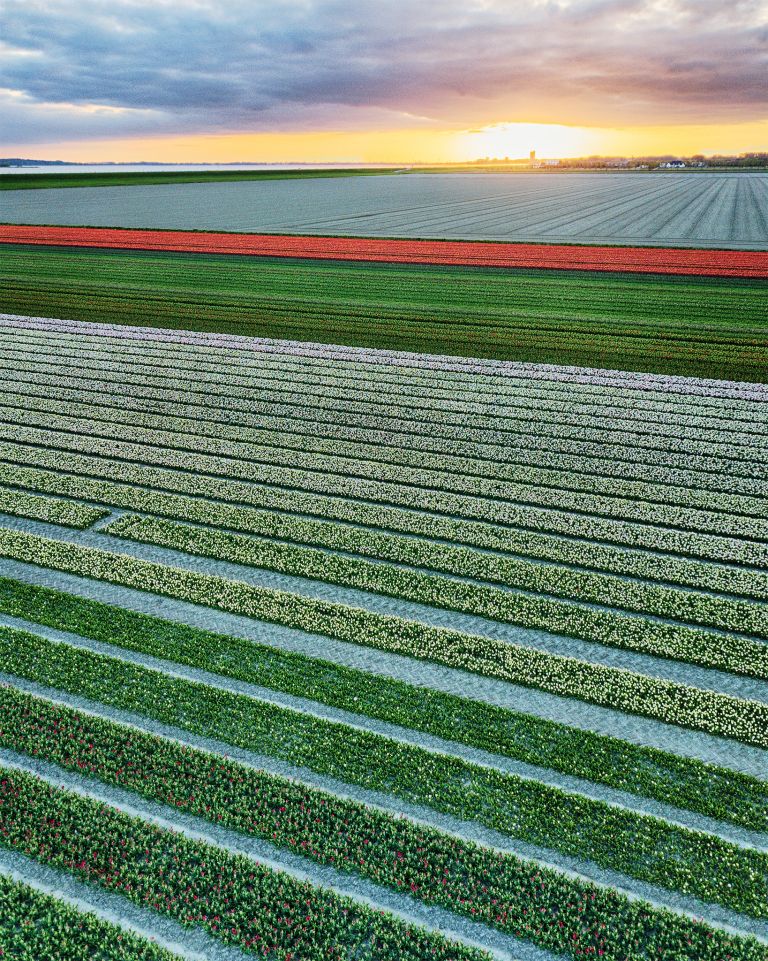 Drone tulips during sunset