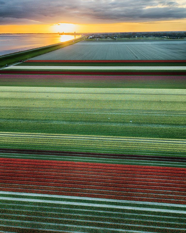 Drone tulips during sunset